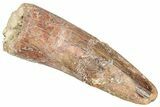 Fossil Spinosaurus Tooth - Real Dinosaur Tooth #357833-1